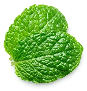 Close-up of a green mint leaf on white background Stock Photos