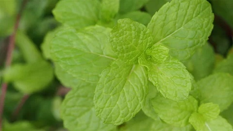 Close-up of green mint planted in the field 스톡 동영상 169781558