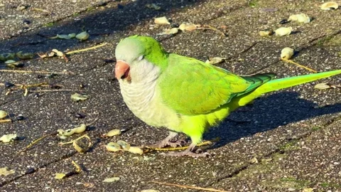 Close-up of Green Monk parakeet eats seeds on the ground Stock Footage 328624485