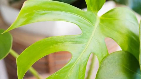 Close up of a Green Monstera Leaf Photos