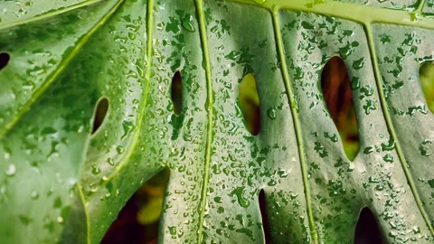 Close up of green monstera leaves, tropical foliage Vidéo 251663155