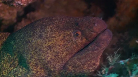 Close up green moray eel 스톡 동영상 56645562