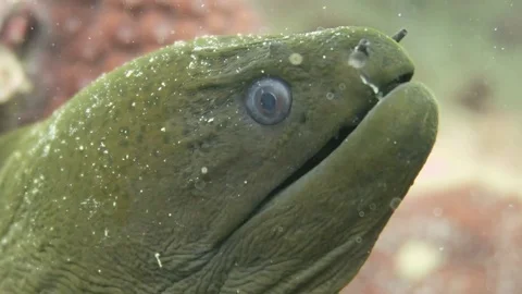Close up of Green Moray Eel Stock Footage 80899686
