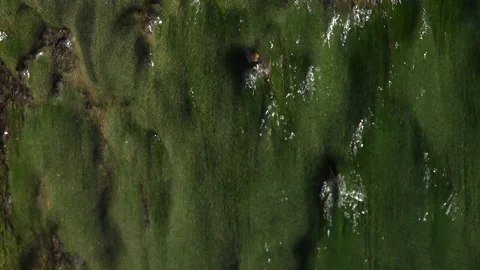 Close up of green moss abstract background running water UK 4K Видео 148415387