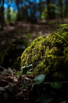 Close up of green moss and small vegetation growing in a forest Foto stock