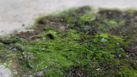 Close up of green moss (Bryophyta) growing on a damp concrete surface 스톡 동영상 331339370