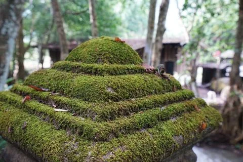 Close up green moss covered on old concrete cement pillar Foto stock