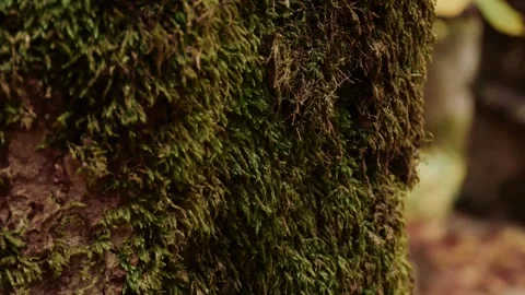 Close up of green moss covering tree bark in forest Vídeos de archivo 347734246