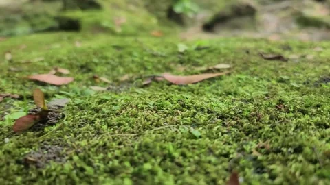 Close-up green moss with fallen leaves 스톡 동영상 337698956