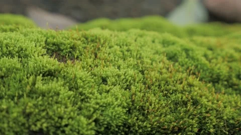 Close up of green moss Stock Footage 146312589