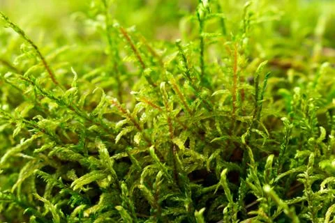 Close-up of green moss in the forest. Bright sunlight Stock-Fotos