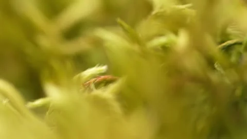 Close-up of green moss on forest floor. Stock Footage 288830607