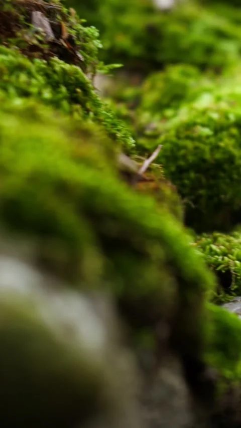 Close-up of green moss in the forest. Walking through the moss Stock-Footage 279890843