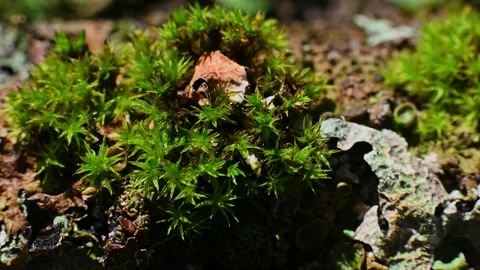 Close-up of green moss growing on bark surface Stock-Footage 345385824
