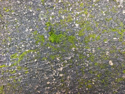 Close-up of green moss growing on a rough weathered stone surface background Stock Photos