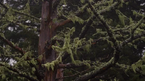 Close-up of green moss growing on tree branches swaying in the wind Video stock 125119401