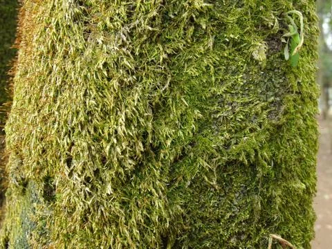 Close up on green moss mole on the tree Stock Photos