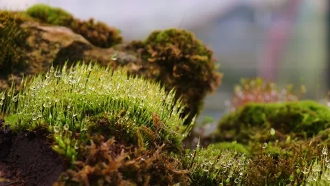 Close-up of green moss with raindrops Stock Footage 168145494