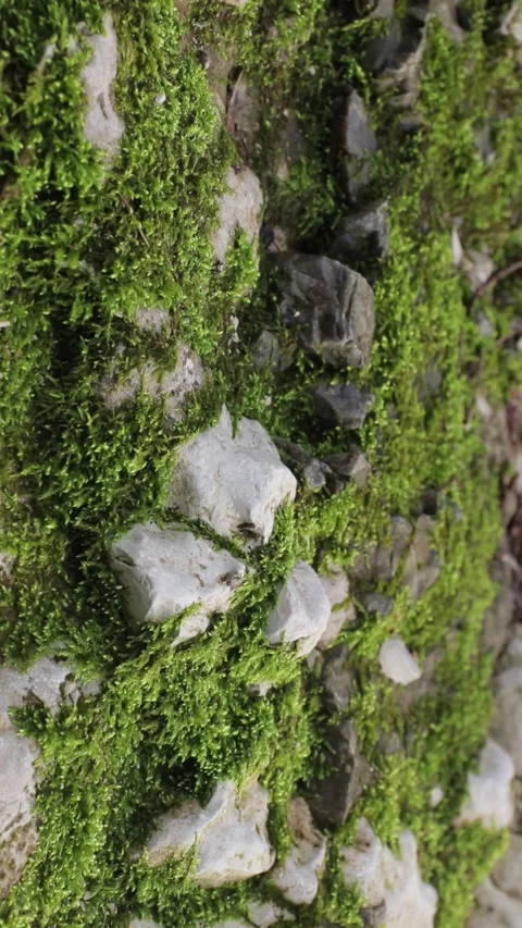 Close-up of green moss on stone. Creative. Beautiful green moss grows on stone. Stock Footage 272589924