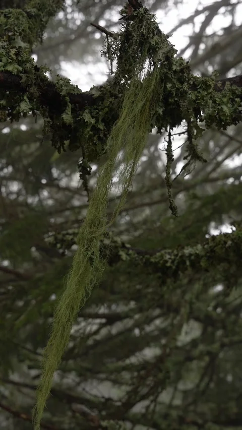 Close-Up of Green Moss Swaying in the Wind. Foggy forest in France alps 4k 10bit Stock Footage 265100245