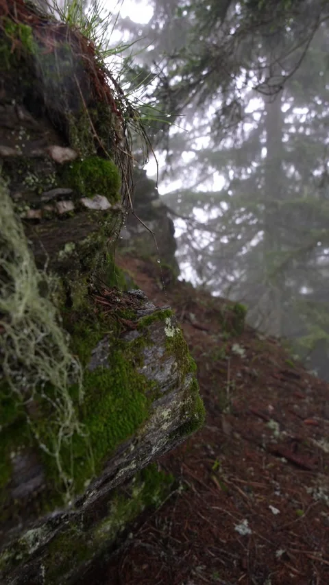 Close-Up of Green Moss Swaying in the Wind on a rock. Foggy forest in France alp Stock Footage 265100304