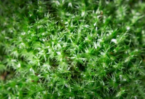 Close up green moss texture, background, nature plant, moss wall Stock Photos