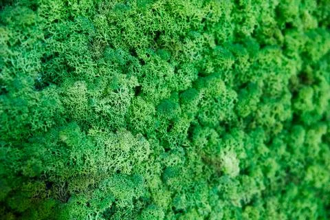 Close up green moss texture, background, nature plant, moss wall, selective Foto stock