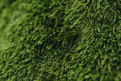 Close up green moss texture, background. Stock Photos
