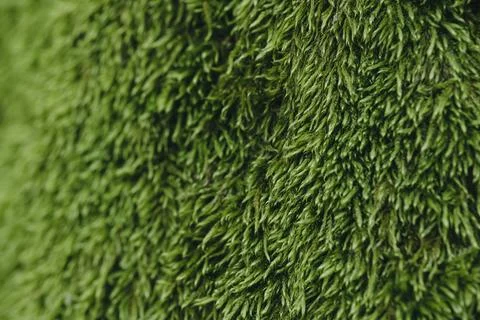 Close up green moss texture, background. Stock Photos