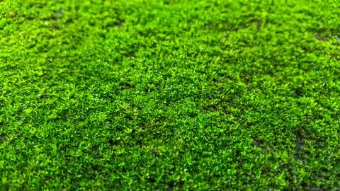 Close up green moss texture background Stock Photos