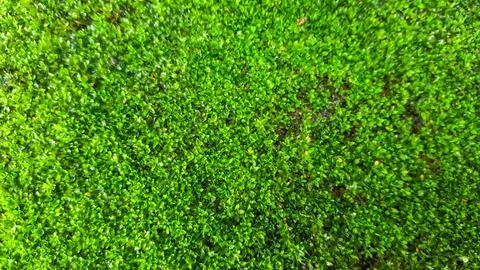 Close up green moss texture background Stock Photos
