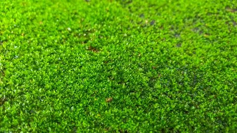Close up green moss texture background Stock Photos