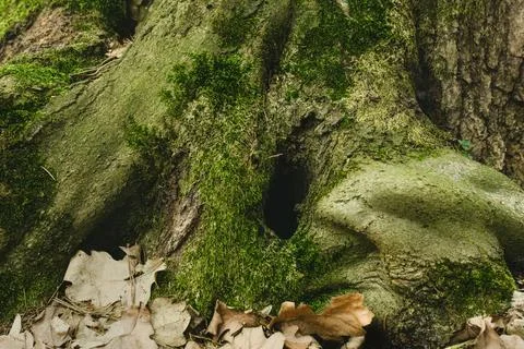 Close up green moss texture, background. Foto stock