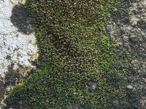 Close up of green moss texture on damp concrete wall Stock Photos