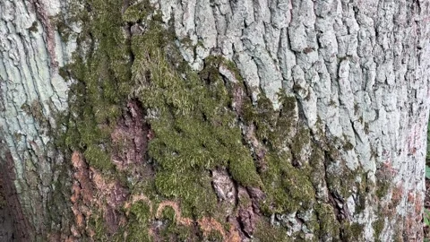Close-up of Green Moss on Textured Tree Bark Видео 336340907