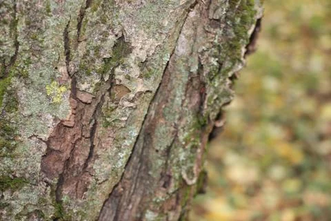 Close up of green moss on tree bark texture 库存照片