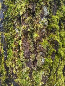 Close-up of Green Moss on Tree Bark in Natural Forest Stock Photos