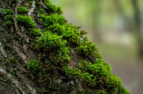 Close-up of green moss on tree bark in the forest  natural eco texture of n.. Stock Photos