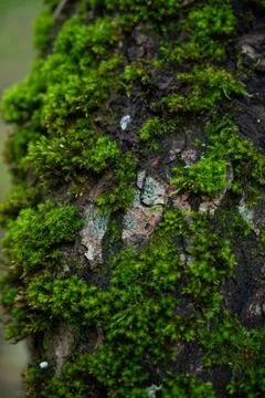 Close-up of green moss on tree bark in the forest  natural eco texture of n.. Stock Photos