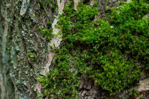 Close-up of green moss on tree bark in the forest  natural eco texture of n.. Stock Photos