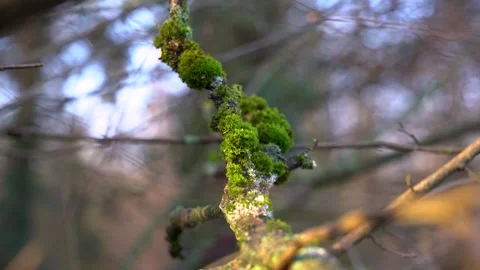 Close-up of Green Moss on Tree Branch with Blurred Background Stock Footage 323719987