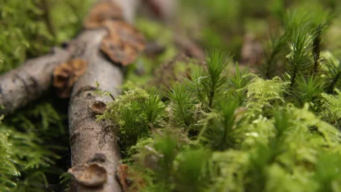 Close-up of green moss with a twig on a forest floor with a beautiful rack focus Stock Footage 346546945