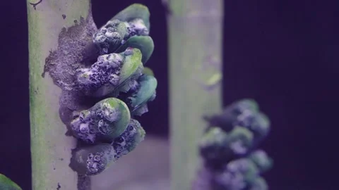 Close-up of green mussels and barnacles attached to an underwater pier pili.. Stock-Footage 340184001