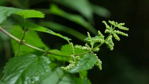 Close-up of a green nettle in a field of stinging nettles in summer Stock Footage 135480058