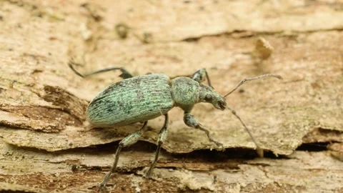 Close-up of a green nettle weevil (Phyllobius pomaceus) crawling Stock Footage 317931338