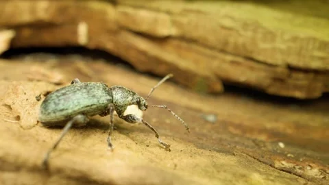Close-up of a green nettle weevil (Phyllobius pomaceus) Stock Footage 317931348