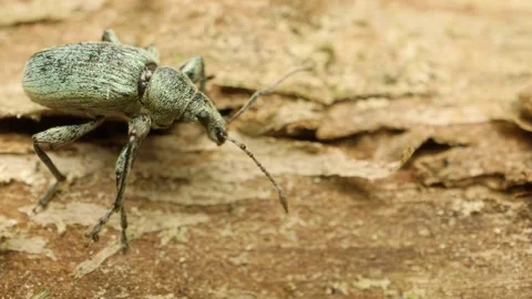 Close-up of a green nettle weevil (Phyllobius pomaceus) Stock Footage 317931355