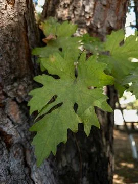 Close up of green oak leaf on tree bark in natural outdoor setting Stock Photos