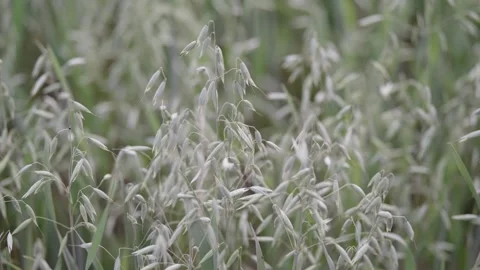 Close up of green oat ears growing in a agricultural field Stock Footage 338201509