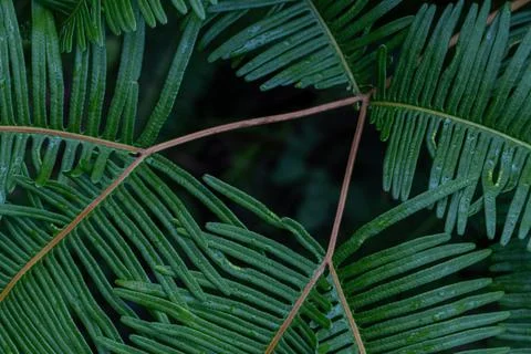 Close up of green old world forked fern fiddlehead spiral pattern 스톡 사진